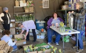 The PA Dems Kick Cancer team of Relay for Life prepare daffodils. From left to right, Lauri Schaitkin, Shanan Miller, Debbie Meder, Roxanne Embick, Mary Ann Clark